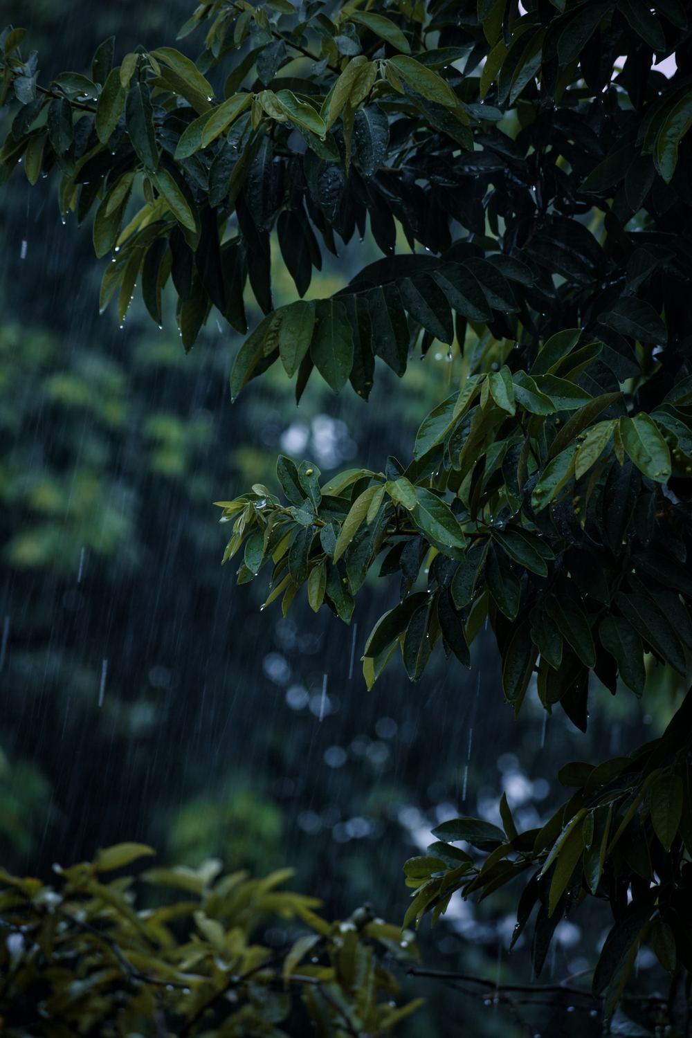 Rain on dark green leaves