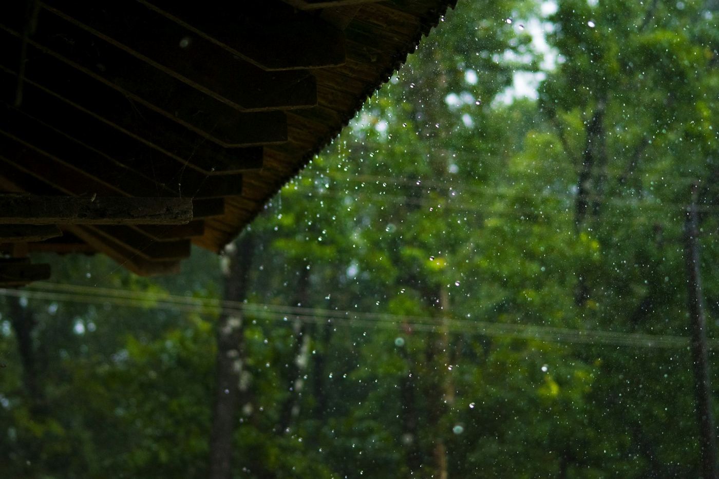 A forest seen through a rain-covered window